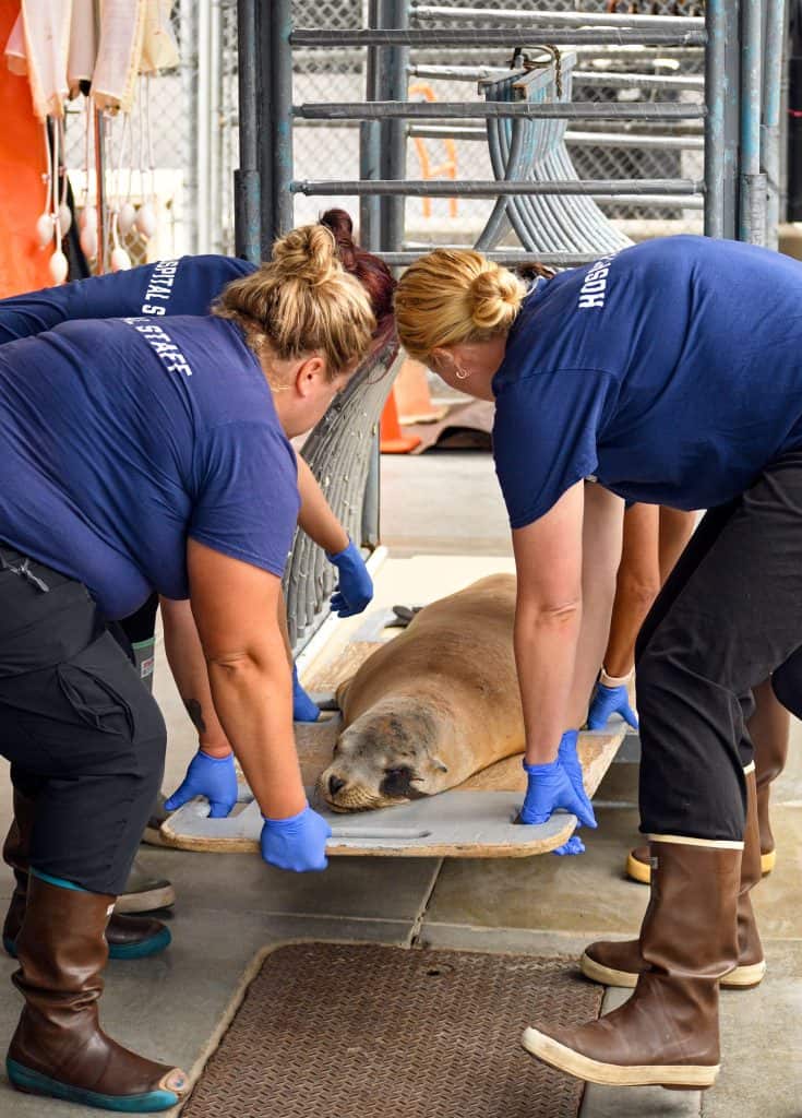 ONLY TO BE USED WITH ARTICLES ABOUT THE MARINE MAMMAL CARE CENTER LOS ANGELES