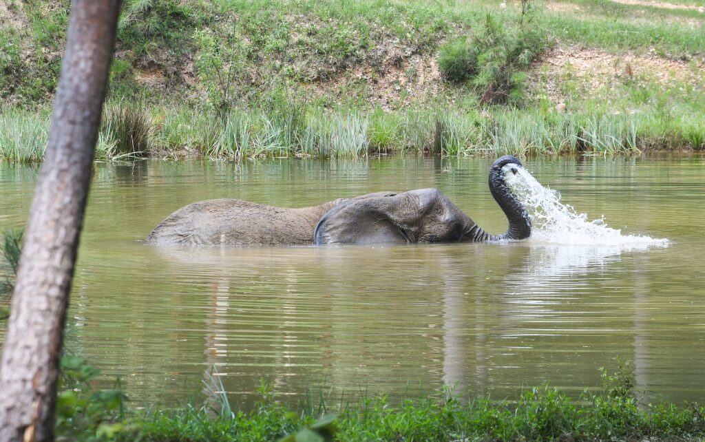 ONLY TO BE USED WITH ARTICLES ABOUT THE ELEPHANT SANCTUARY IN TENNESSEE