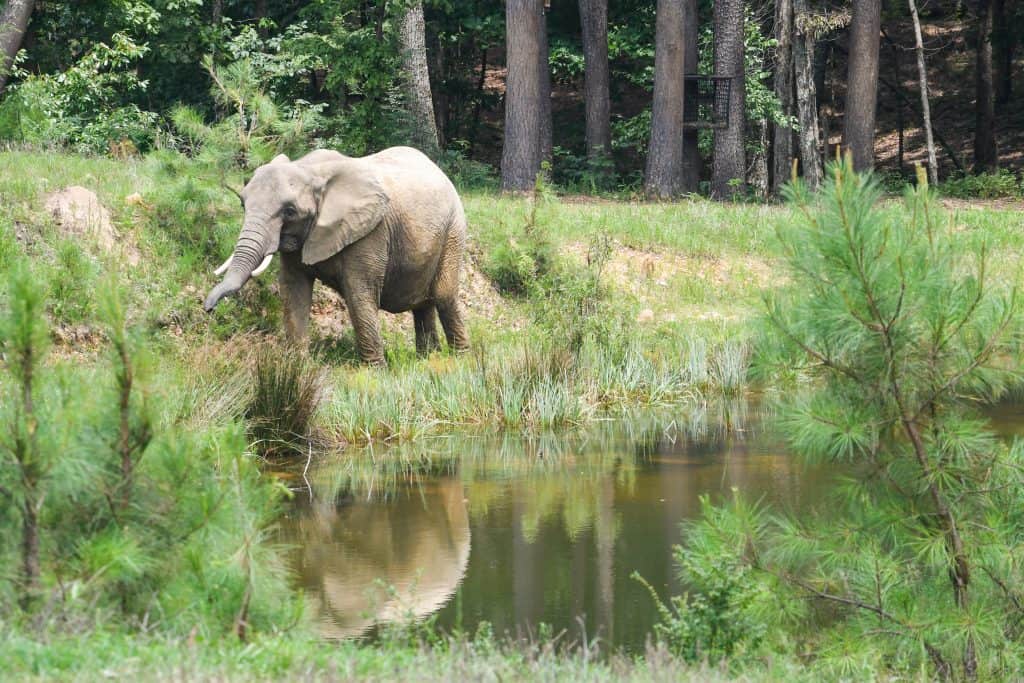 ONLY TO BE USED WITH ARTICLES ABOUT THE ELEPHANT SANCTUARY IN TENNESSEE