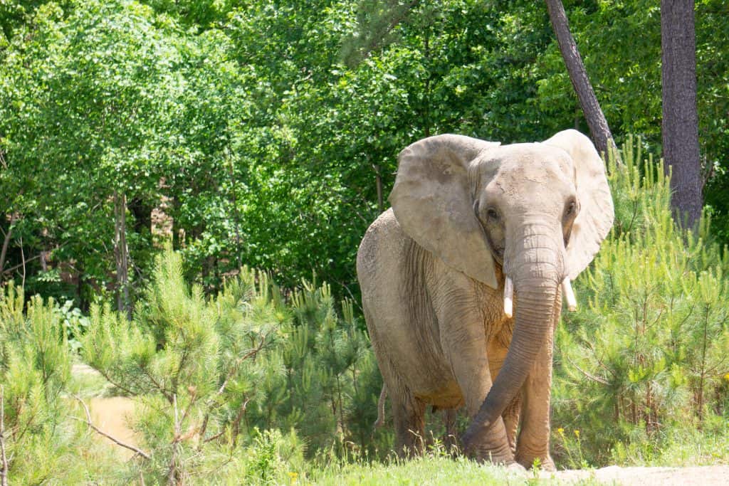 ONLY TO BE USED WITH ARTICLES ABOUT THE ELEPHANT SANCTUARY IN TENNESSEE