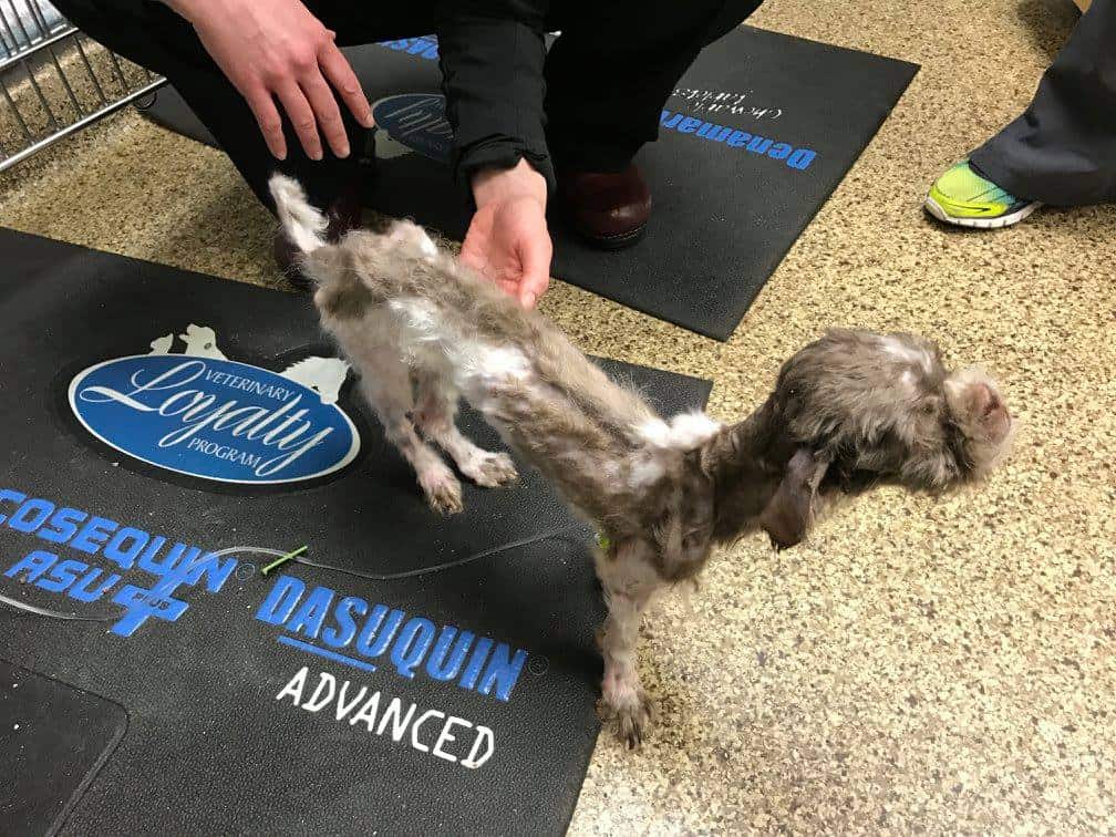 ONLY TO BE USED WITH ARTICLES ABOUT THE TRIO ANIMAL FOUNDATION