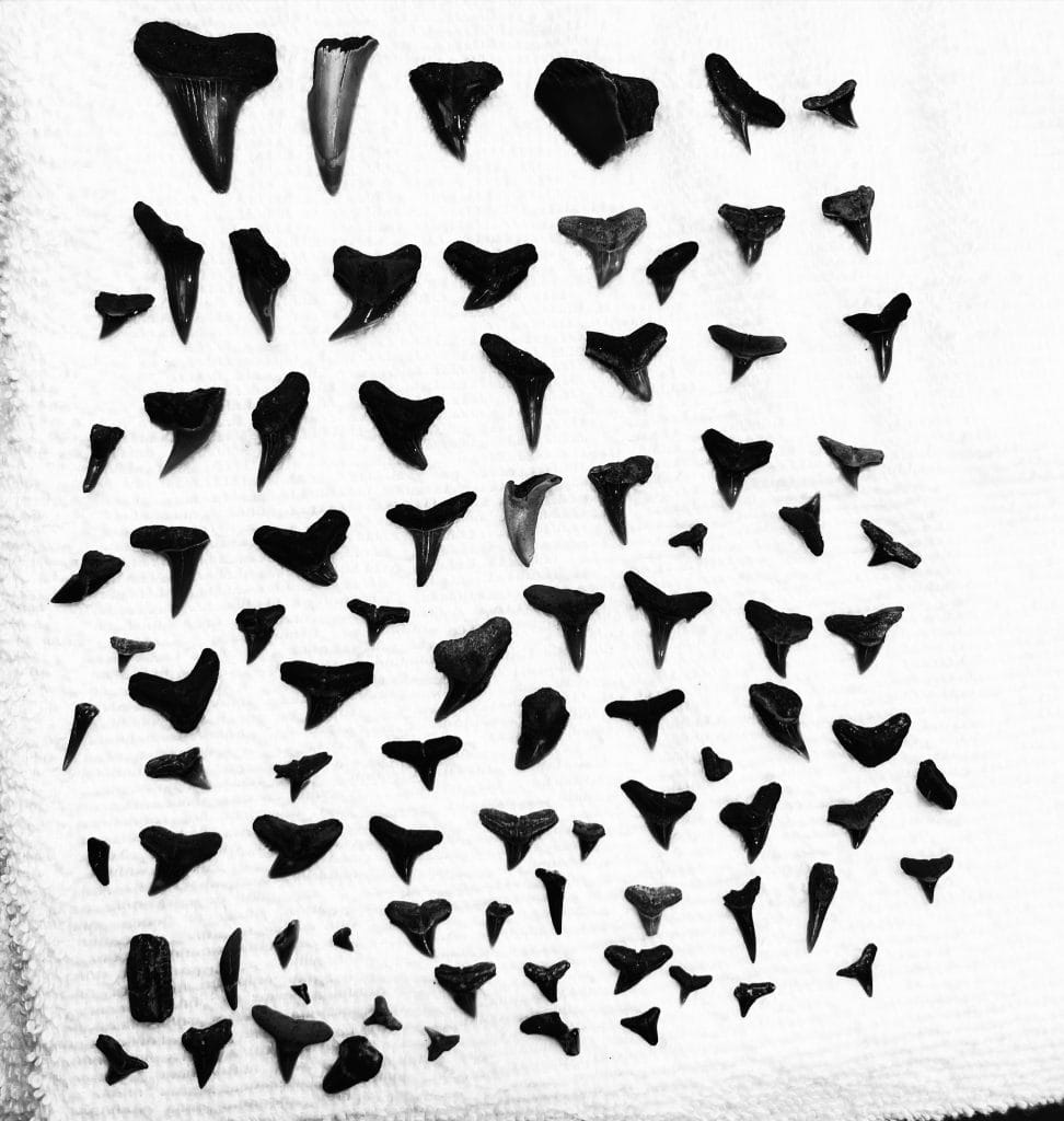 A collection of shark teeth found at the Aurora Fossil Museum