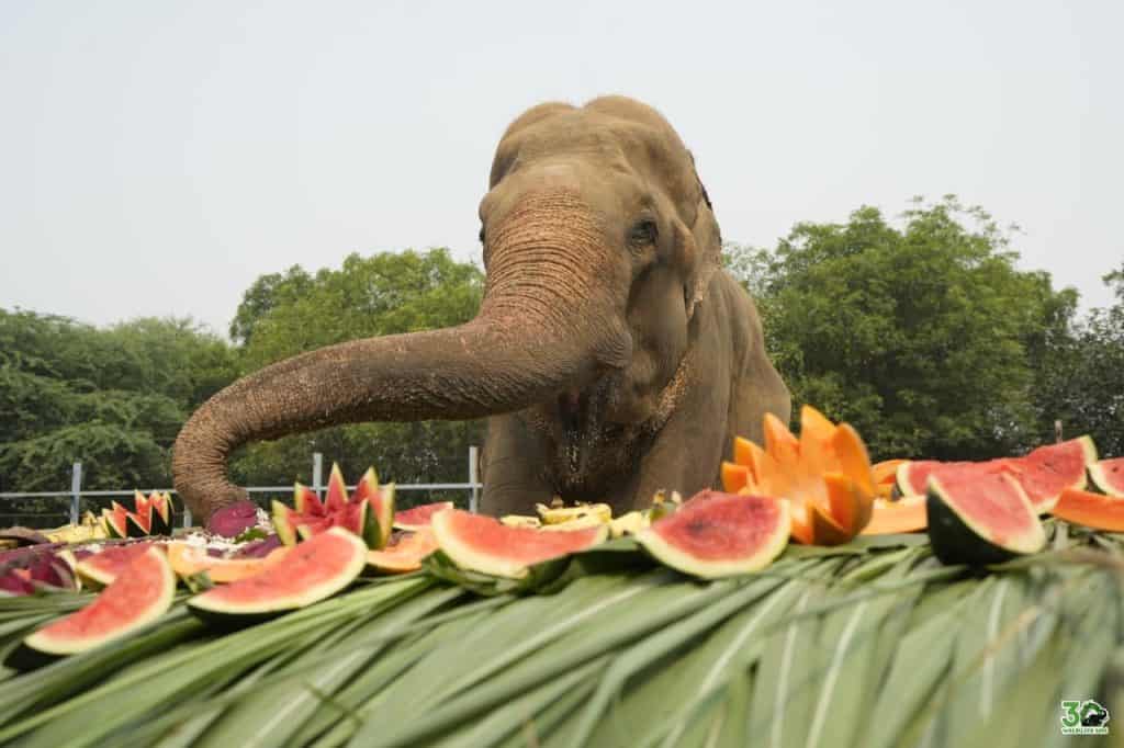 DO NOT USE Bhola enjoying the fresh banana, watermelon, pumpkin and sugarcane