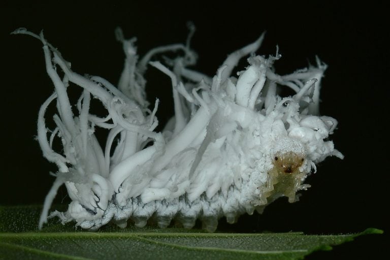 Butternut_Woollyworm