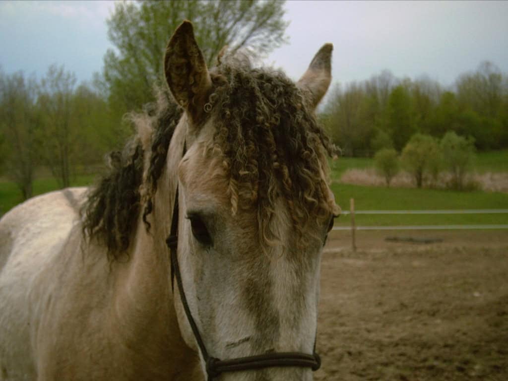 Typical Curly Horse, with curly mane, curved eyelashes, and curls inside the ears.