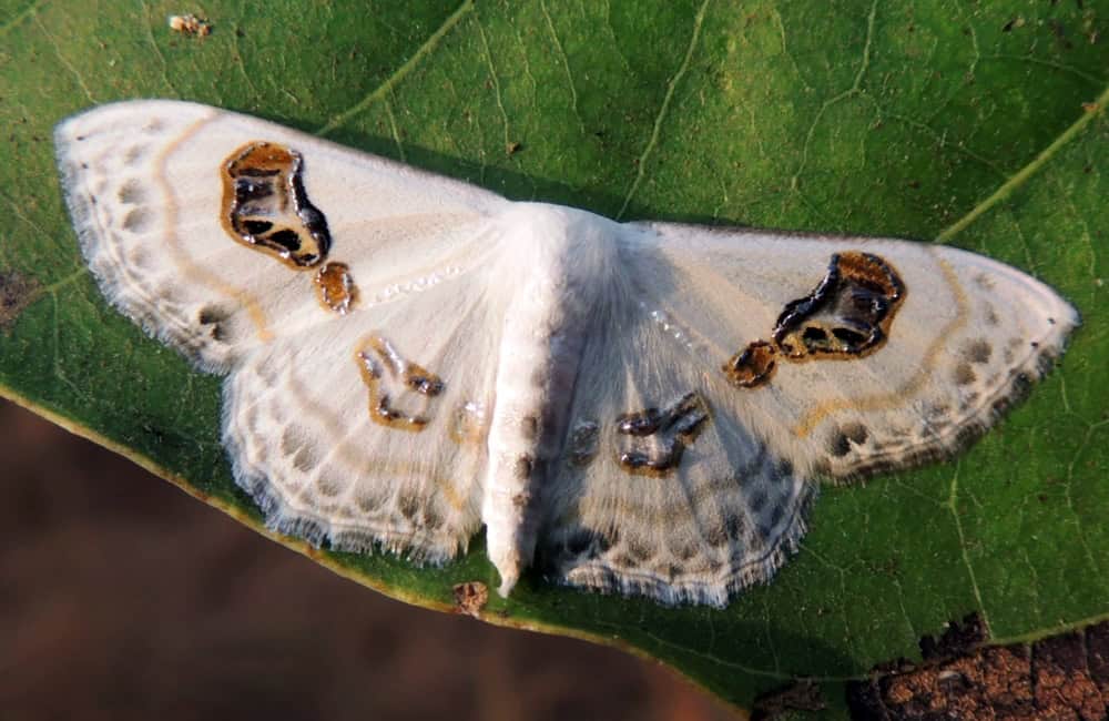 Geometer Moth Problepsis vulgaris. Photograph Captured In Mangaon, MH, India.