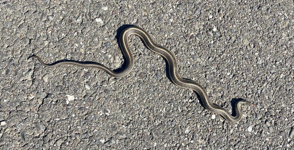Long snake with yellow stripes racing to the right on what looks like a road or paved path