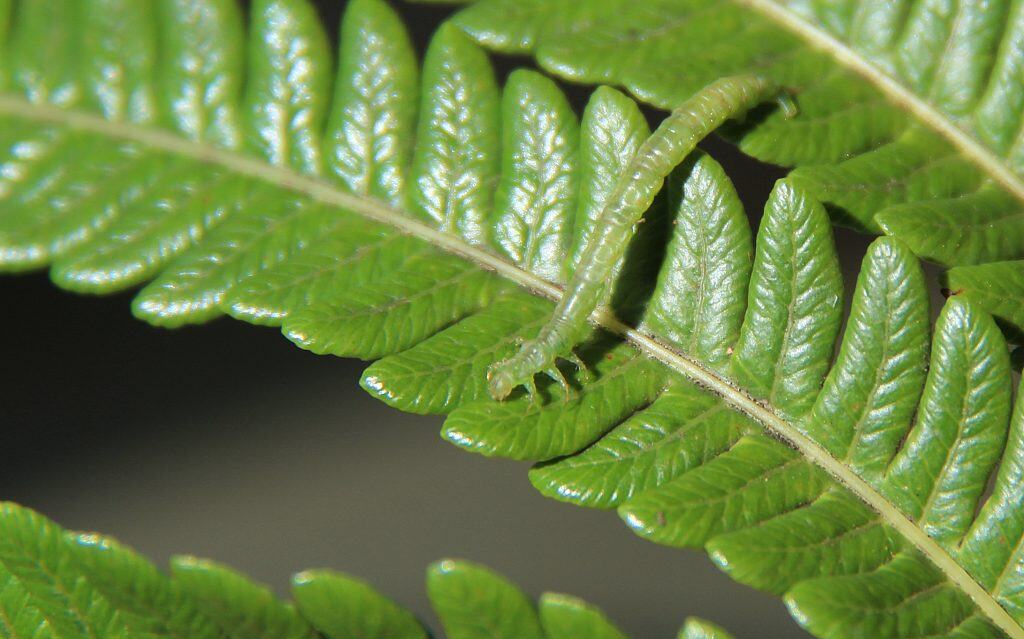 This voracious little creature is not a worm at all, but rather a voraciously carnivorous Hawaiian caterpillar of the genus Eupithecia