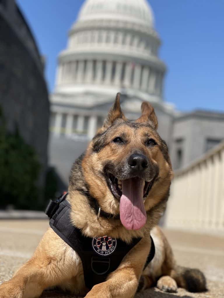 K9 Tambo at the Capitol