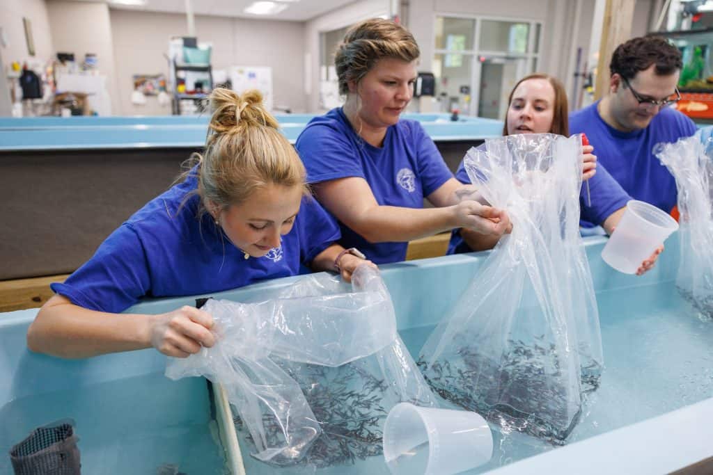 Baby Lake Sturgeon arrive at the Tennessee Aquarium Conservation Institute.