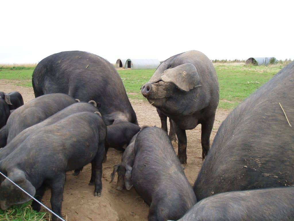Large Black pigs in Essex.