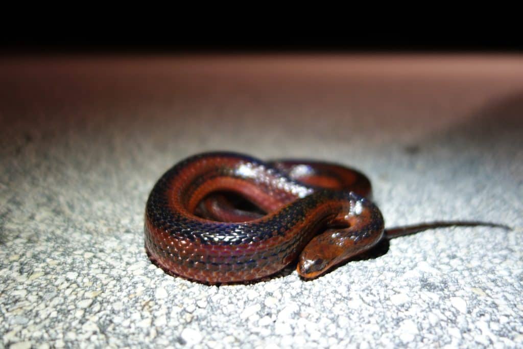 Striped Swampsnake (Liodytes alleni)