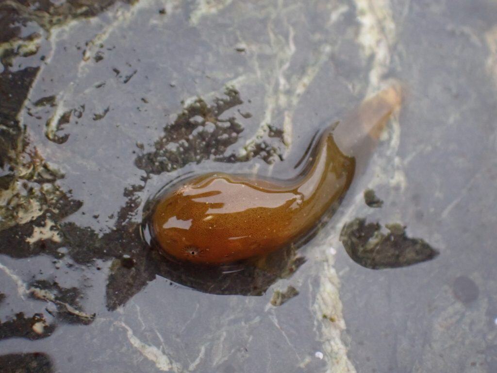 Tidepool Snailfish (Liparis florae)