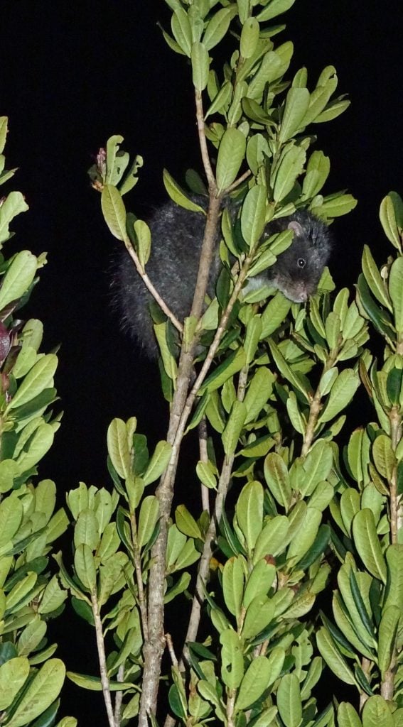 First scientific observation of the largest Sahulian rodent, Mallomys istapantap, in the wild. Mammalia.