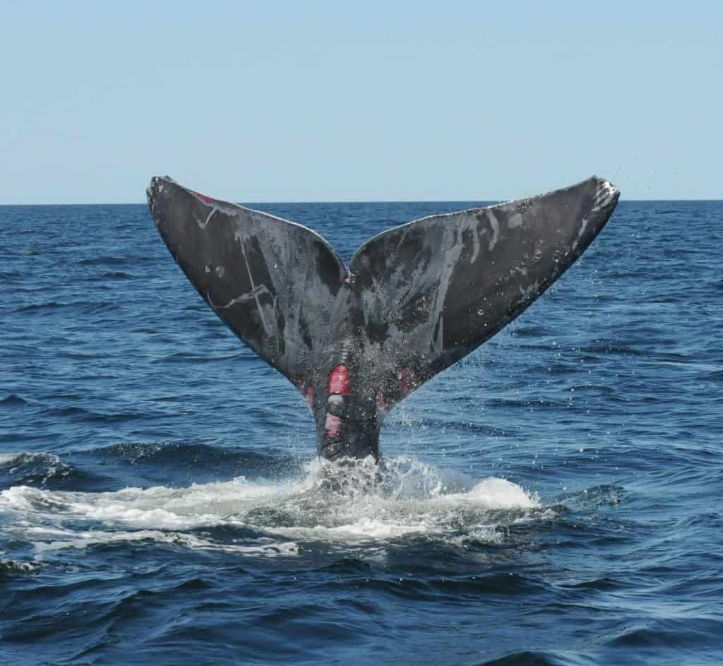 Tail of a whale poking out of the water with red cuts where the tail meets the body.