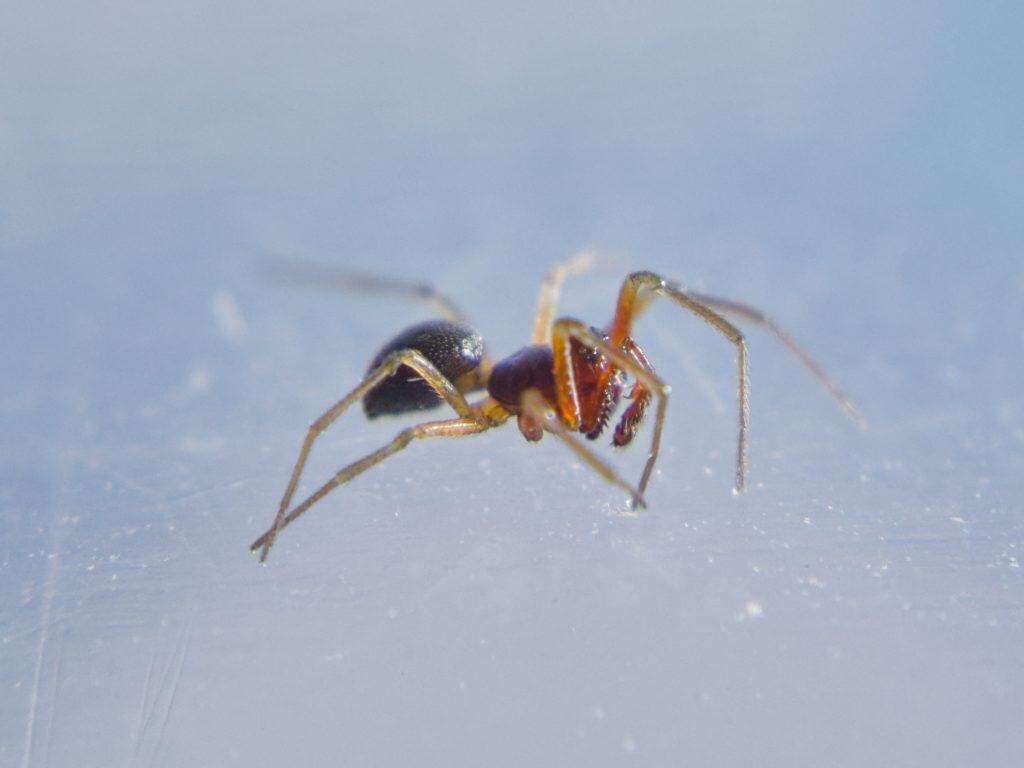 Prinerigone vagans in T&uuml;rkiye