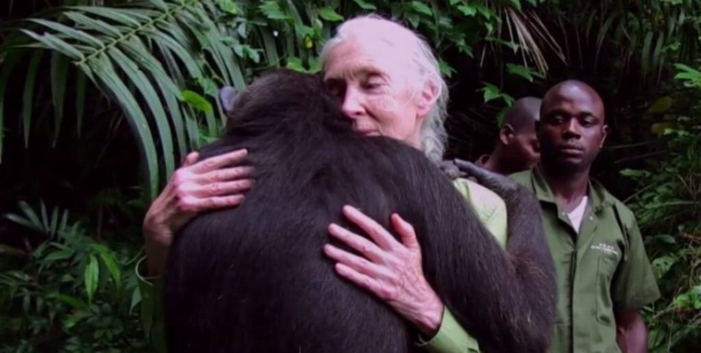 Chimpanzee gives Jane Goodall a hug before returning to the wild