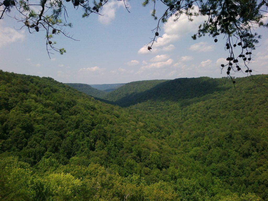 trees for as far as you can see on rollings hills with lightly cloudy sky