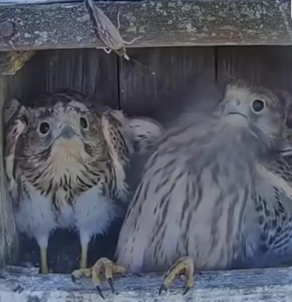 Trio of kestrels scared by a butterfly