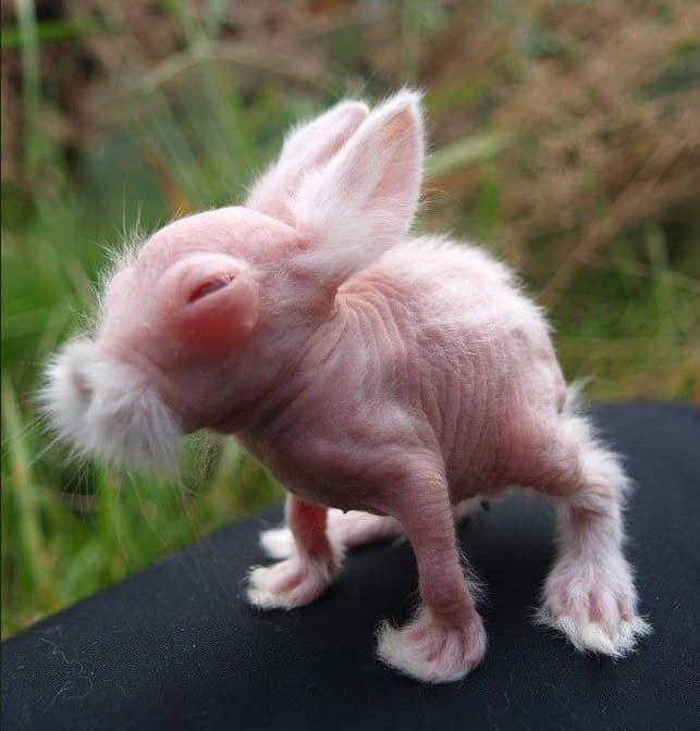 Hairless rabbit baby