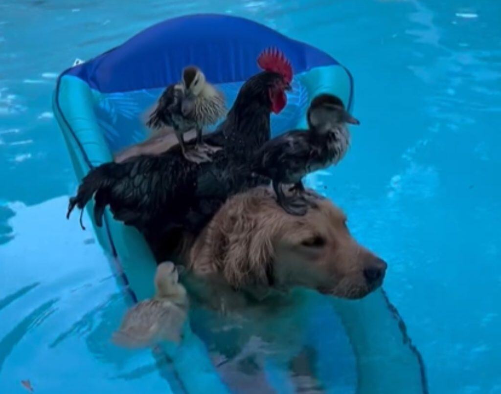 Junie the golden retriever and her chicken and duck friends enjoy a dip in the pool