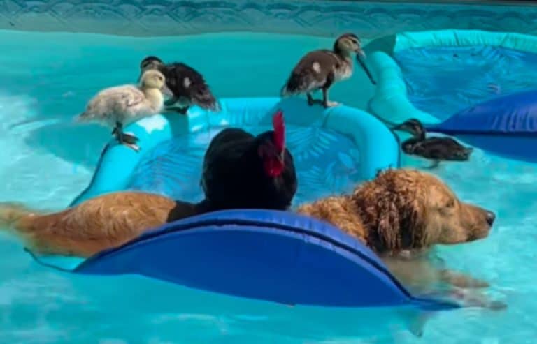 Junie the golden retriever and her duck and chicken friends swimming
