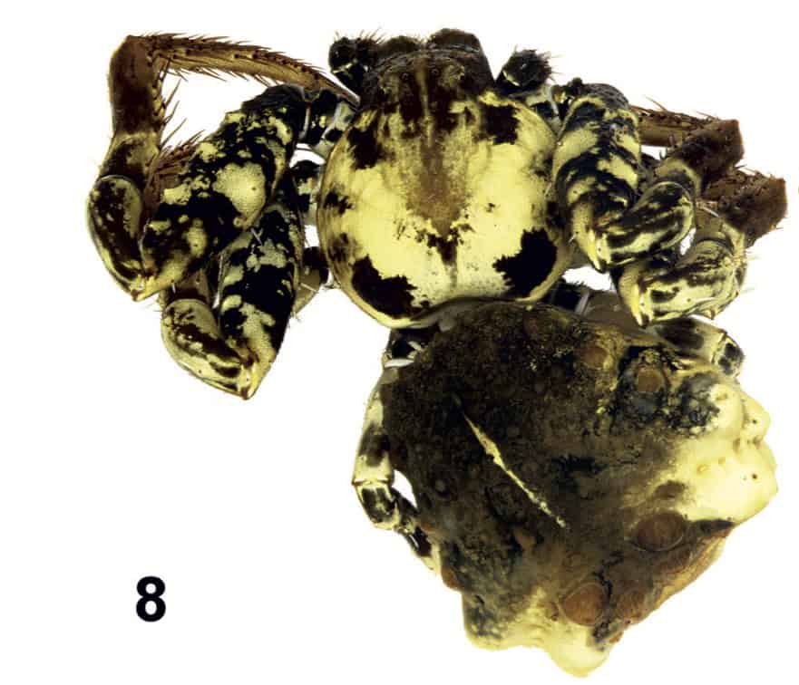Phrynarachne storozhenkoi