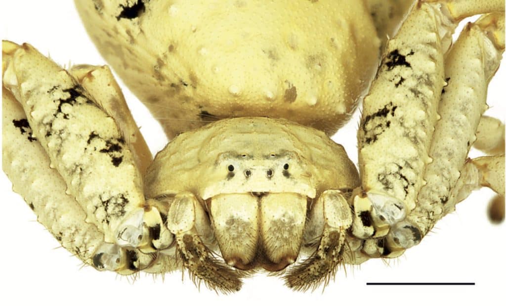 Female Phrynarachne decipiens
