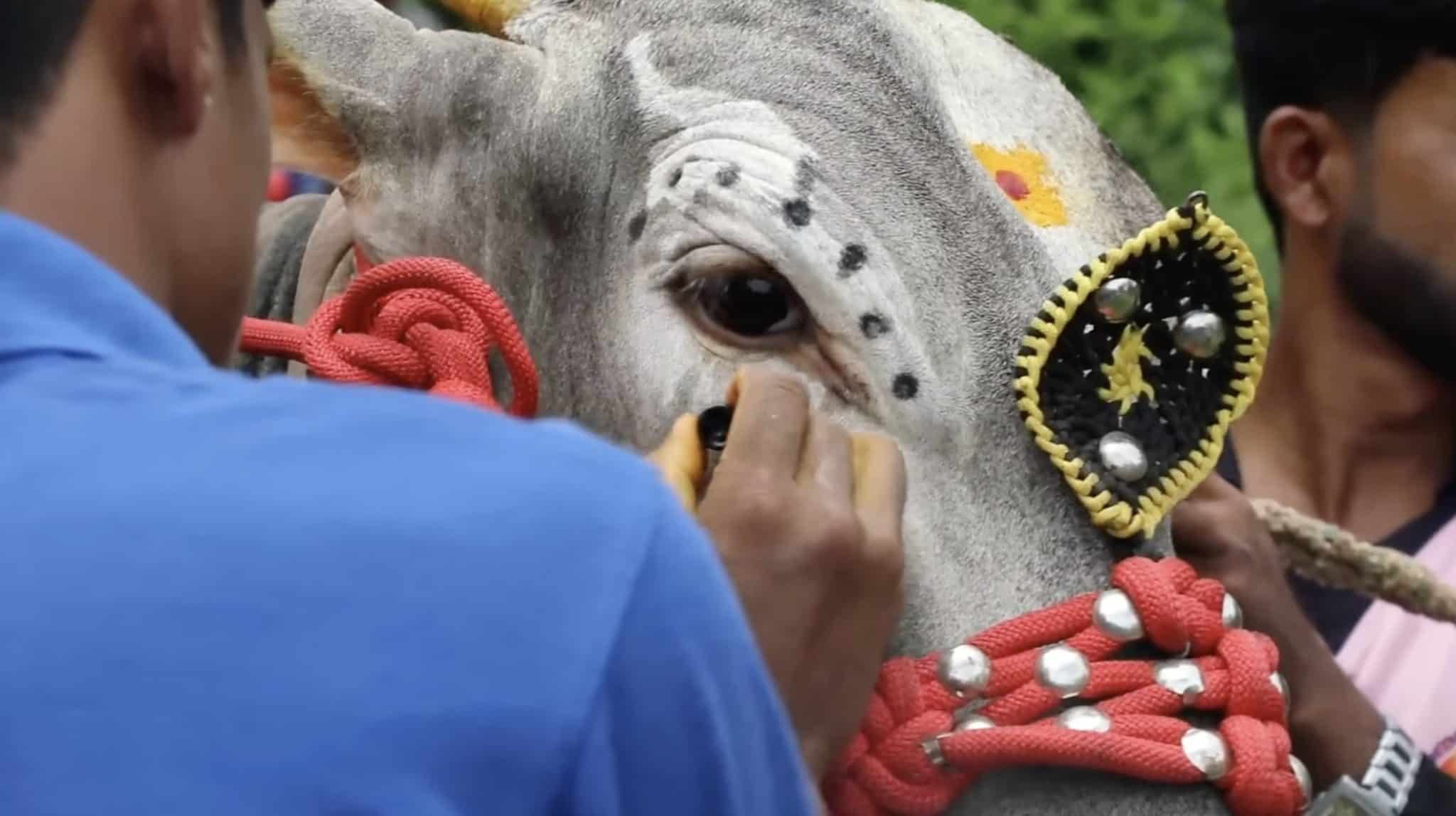 Handu Cow The Sacred Status of Cows, Elephants, and Monkeys in Hinduism - A-Z Animals