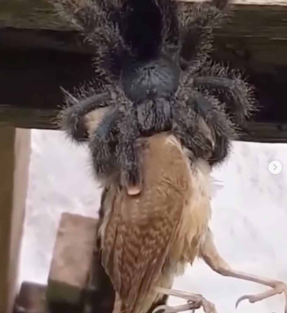 Australian bird eating spider eating a bird