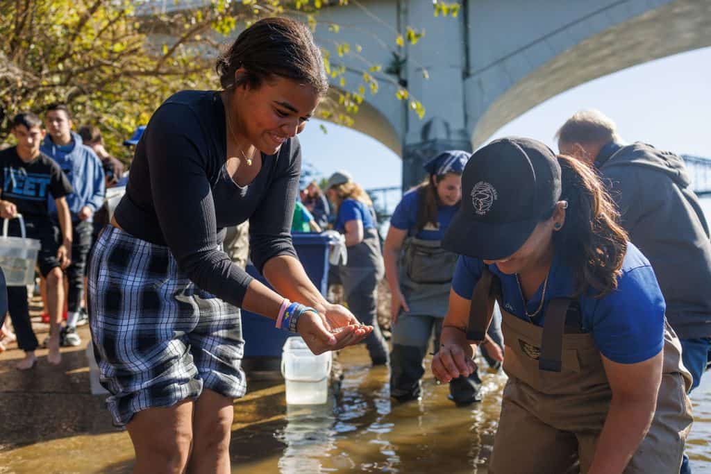 Students from Hixson High School help the Tennessee Aquarium Conservation Institute release juvenile Lake Sturgeon into the Tennessee River from Coolidge Park on Thursday, Oct. 23, 2025,