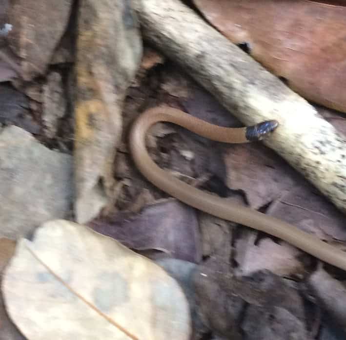 Rim Rock Crowned Snake (Tantilla oolitica) in the United States