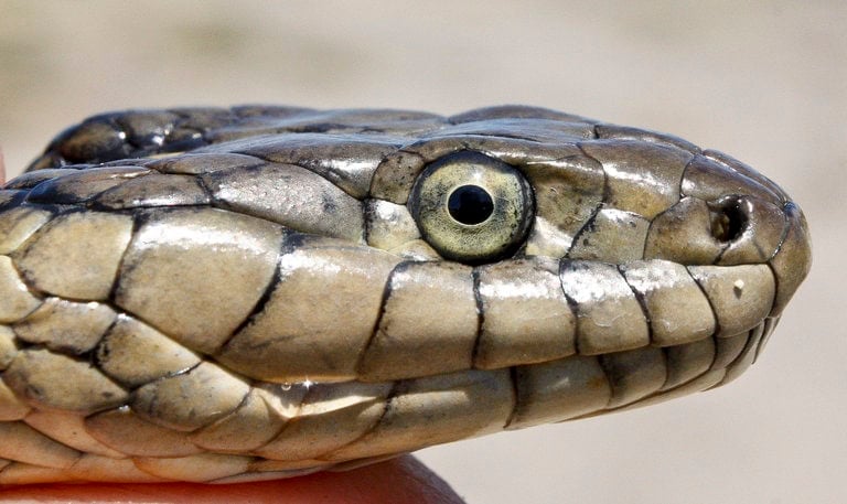 Head of snake facing to the right with intense greenish eye