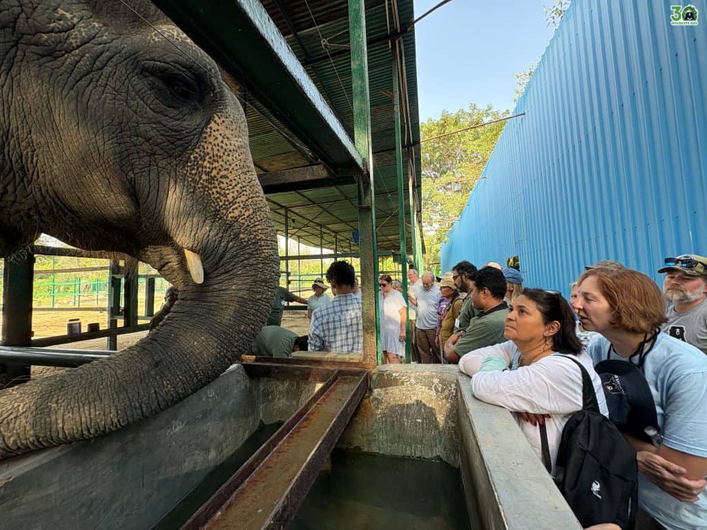 DO NOT USE Wildlife SOS recently conducted a 10-day Elephant Care Masterclass at its elephant sanctuaries