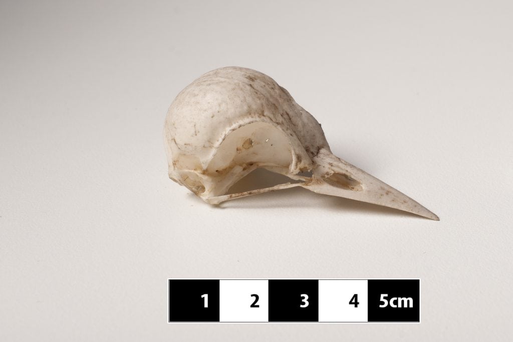Woodpecker skull.