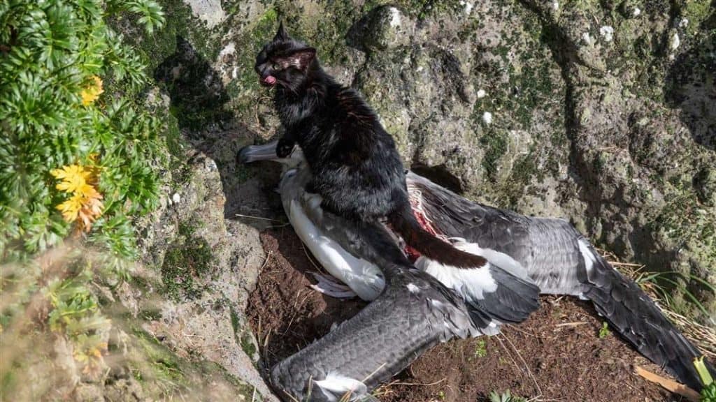 black cat licking its lips while standing on a bloodied carcass of a large gray and white bird