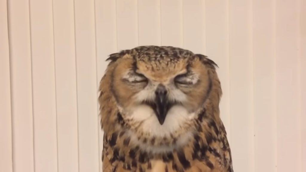 Garu the owl, sneezing