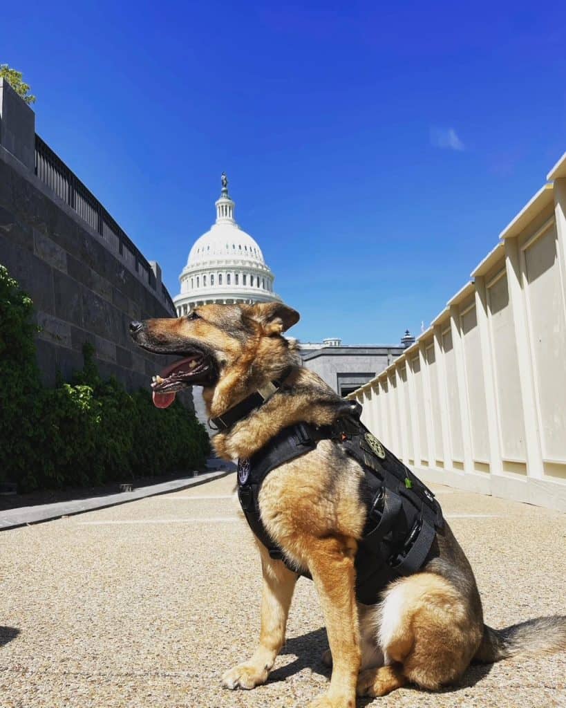 K9 Tambo