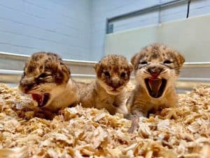 Three lion cubs born at the Audubon Zoo in October 2025.