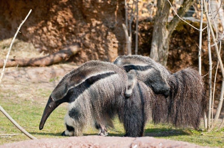 Giant Anteater with Baby