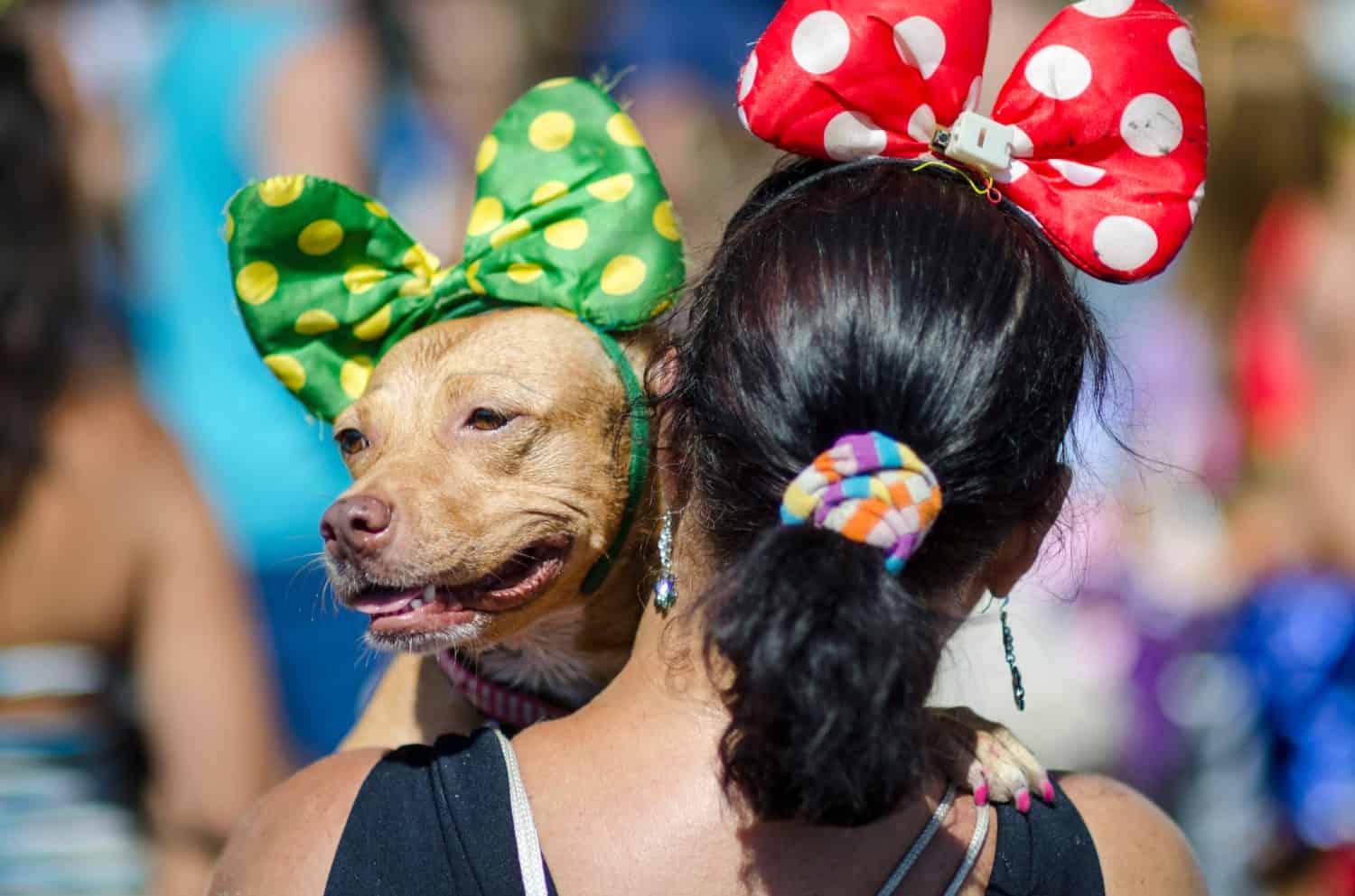 A dog wearing a polka-dot bow at a carnival party for pets in Rio de Janeiro, Brazil 