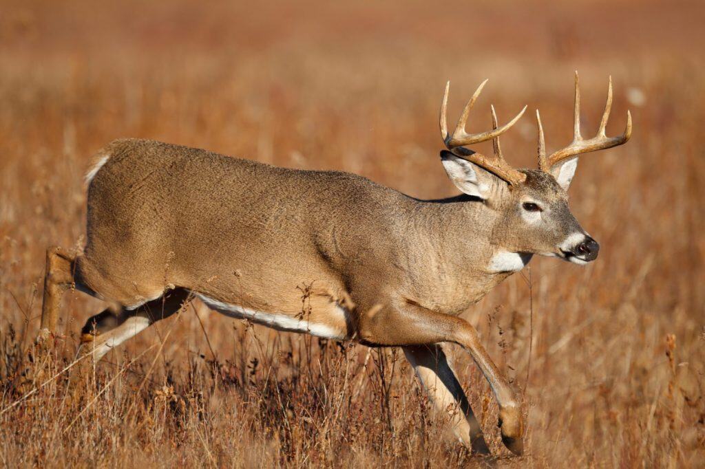 A white-tailed deer running in a meadow