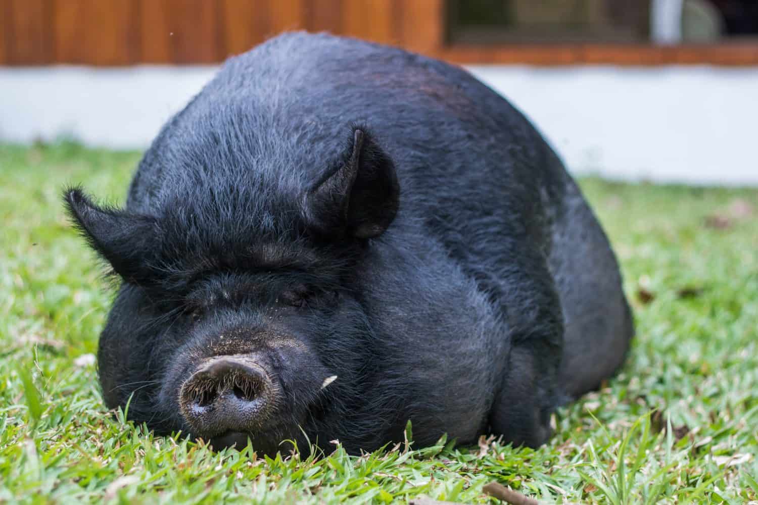 Guinea hog laying in grass