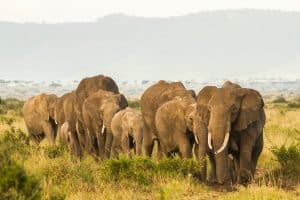 East Africa Elephant Family