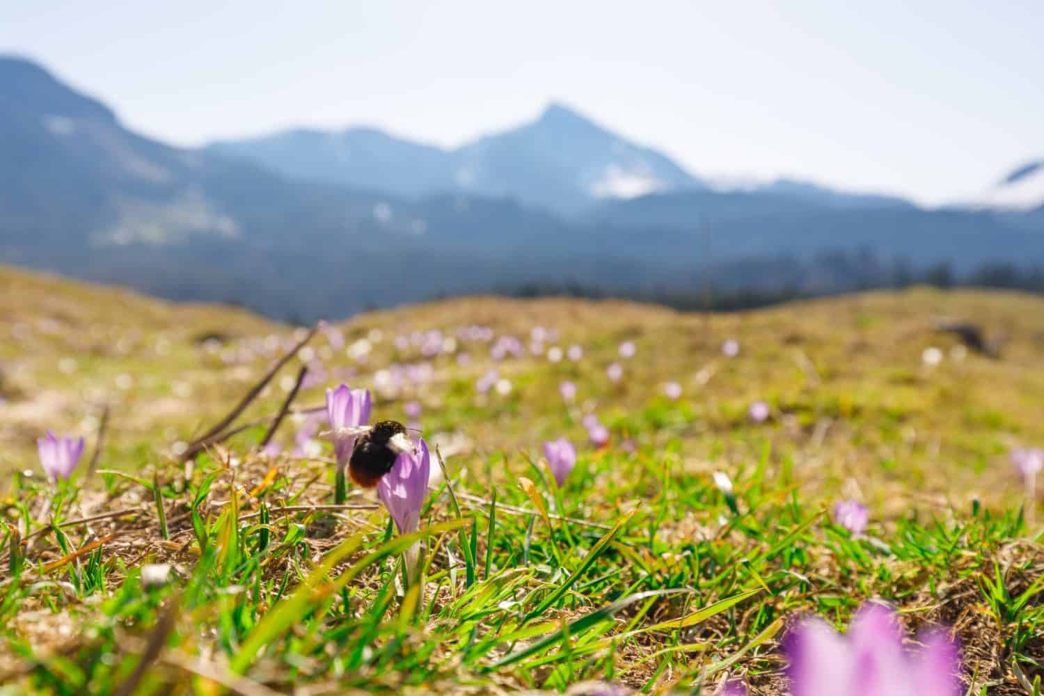 closeup of  bumble bee at wild crocos in purple and white on famous Mountain Heuberg with snow covered Alps in the background, red-tailed bumblebee, Bombus lapidarius