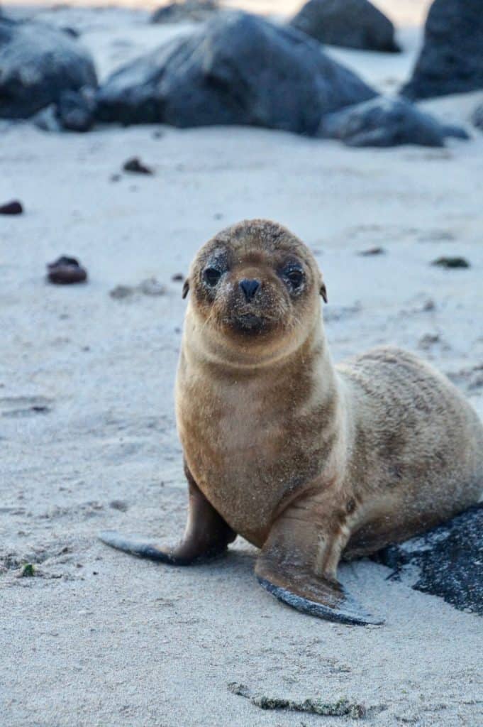 Sea lion puppy at Galapagos Island