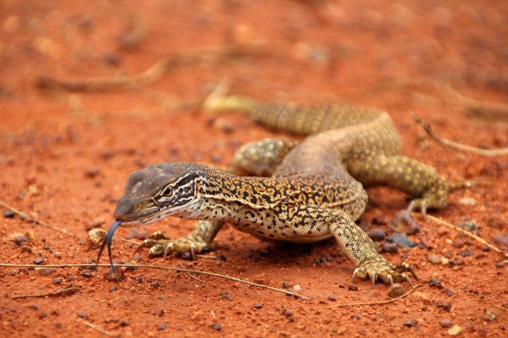 A big sand goanna (Varanus gouldii, Gouldswaran) with a black splitted tongue walking and moving in the Australian wilderness of the red desert, taking a sunbath or looking for food. Selective focus