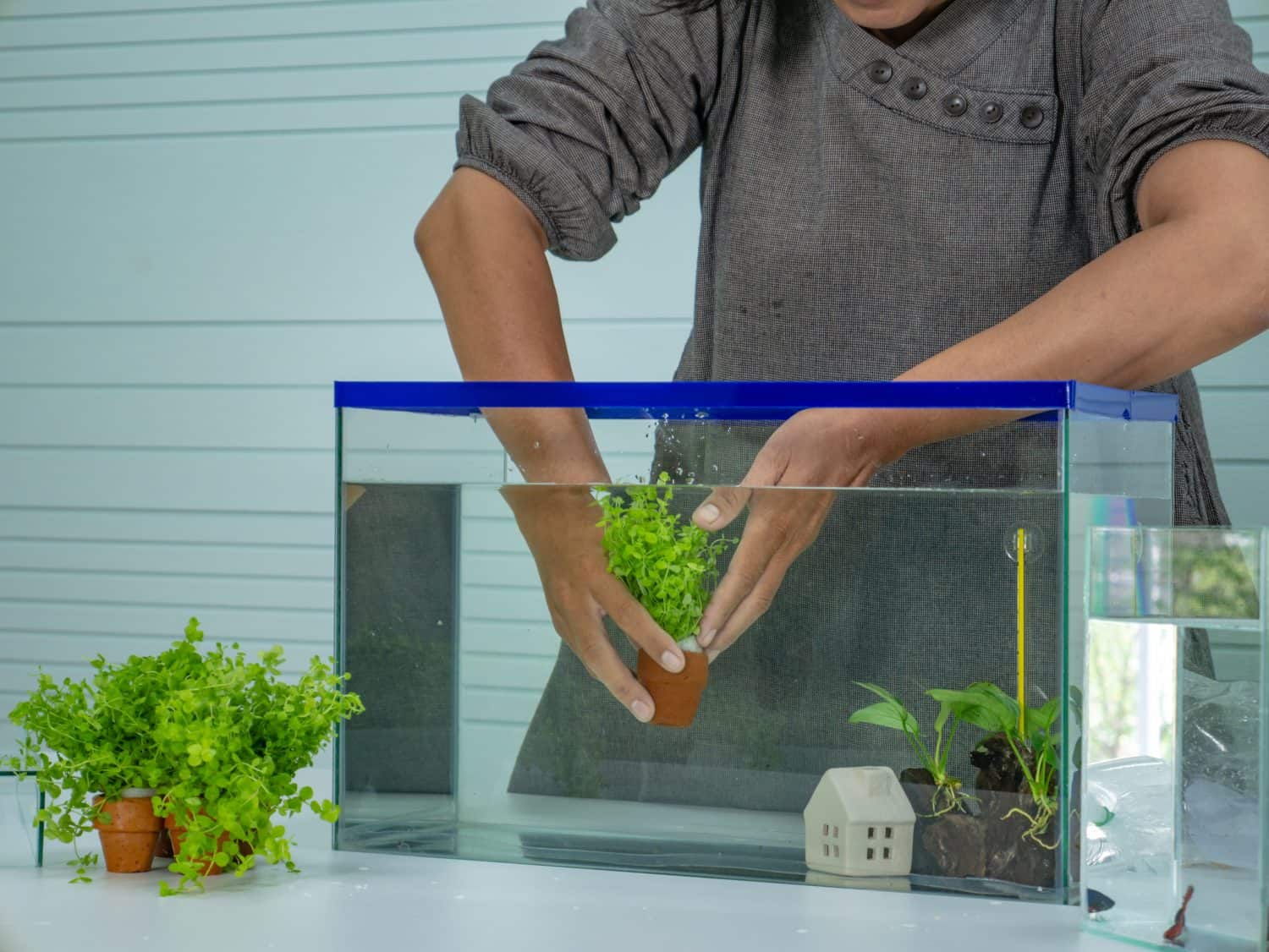 Asian women set the fish tank