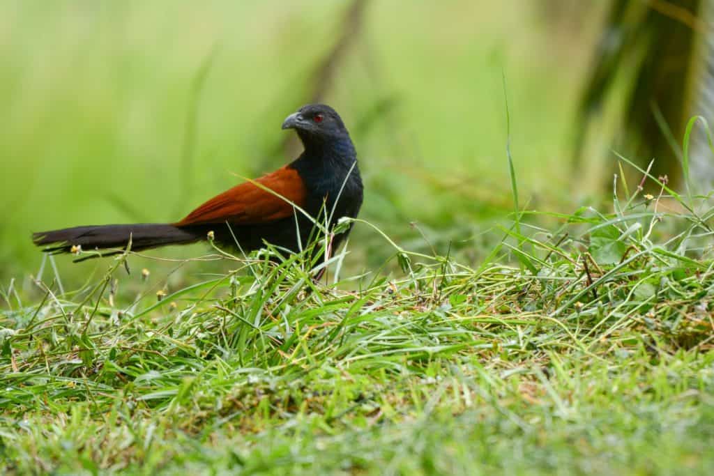 Coucal, A coucal is one of about 30 species of birds in the cuckoo family