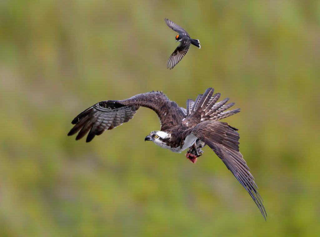 Osprey Harassed by Eastern Kingbird